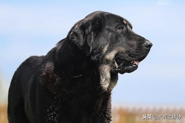 比利比利牛斯獒犬(比利牛斯獒犬 *** ) - 警犬训练器材厂家 _警犬训练用品_工作犬训练用品-南京开久警犬装备-警犬训练器材厂家 _警犬训练用品_工作犬训练用品-南京开久警犬装备