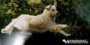 金毛寻回犬标准，金毛寻回犬和拉布拉多区别-警犬训练器材厂家 _警犬训练用品_工作犬训练用品-南京开久警犬装备