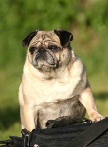 狗子品种大全(狗子的品种 *** )-警犬训练器材厂家 _警犬训练用品_工作犬训练用品-南京开久警犬装备