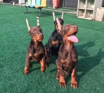 中国最好的杜宾犬舍在哪(重庆杜宾犬舍哪家最好) - 警犬训练器材厂家 _警犬训练用品_工作犬训练用品-南京开久警犬装备-警犬训练器材厂家 _警犬训练用品_工作犬训练用品-南京开久警犬装备