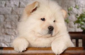 大松狮犬 *** (大松狮犬 *** 大全)-警犬训练器材厂家 _警犬训练用品_工作犬训练用品-南京开久警犬装备