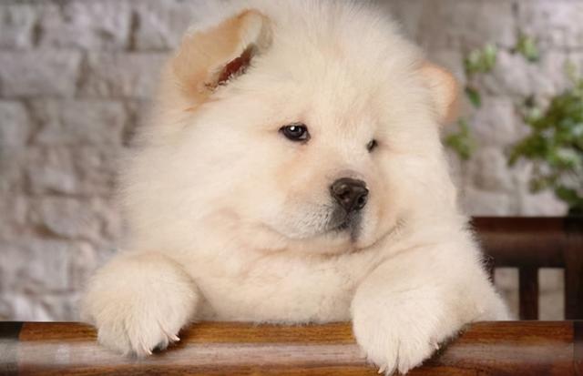 大松狮犬 *** (大松狮犬 *** 大全) - 警犬训练器材厂家 _警犬训练用品_工作犬训练用品-南京开久警犬装备-警犬训练器材厂家 _警犬训练用品_工作犬训练用品-南京开久警犬装备