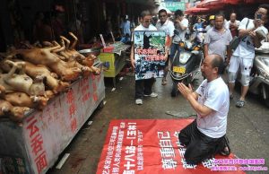广西狗肉节，广西狗肉节从什么时候开始的-警犬训练器材厂家 _警犬训练用品_工作犬训练用品-南京开久警犬装备