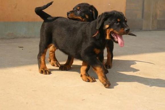 四个月罗威纳犬体重萌宠 - 警犬训练器材厂家 _警犬训练用品_工作犬训练用品-南京开久警犬装备-警犬训练器材厂家 _警犬训练用品_工作犬训练用品-南京开久警犬装备