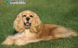 三个字的犬(三个字的犬科)-警犬训练器材厂家 _警犬训练用品_工作犬训练用品-南京开久警犬装备