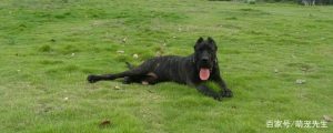 大型宠物犬有哪些品种(大型犬有哪些品种)-警犬训练器材厂家 _警犬训练用品_工作犬训练用品-南京开久警犬装备