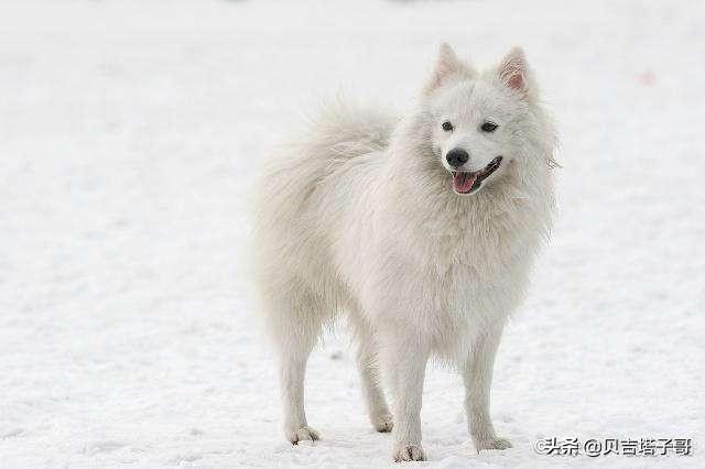 有点像狐狸的小型犬(像狐狸的小型犬是什么品种) - 警犬训练器材厂家 _警犬训练用品_工作犬训练用品-南京开久警犬装备-警犬训练器材厂家 _警犬训练用品_工作犬训练用品-南京开久警犬装备