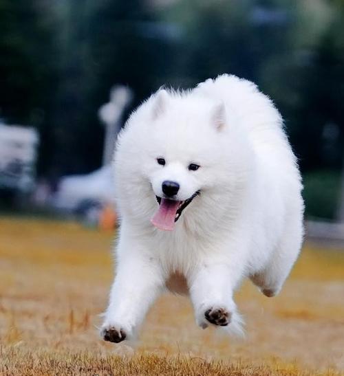 萨摩耶犬怎么训练？萨摩耶怎么训练 - 警犬训练器材厂家 _警犬训练用品_工作犬训练用品-南京开久警犬装备-警犬训练器材厂家 _警犬训练用品_工作犬训练用品-南京开久警犬装备