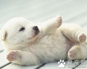 宠物店给狗狗驱虫多少钱一次  宠物店狗狗体外驱虫多少钱一次-警犬训练器材厂家 _警犬训练用品_工作犬训练用品-南京开久警犬装备