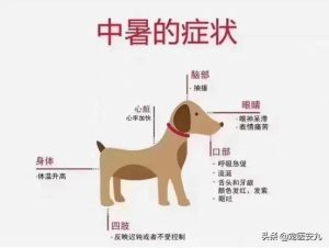 狗狗咳嗽狗狗咳嗽怎么办狗狗常见病-警犬训练器材厂家 _警犬训练用品_工作犬训练用品-南京开久警犬装备