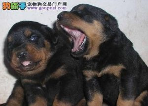 罗威纳犬全国价格是多少(德系罗威纳犬价格是多少)-警犬训练器材厂家 _警犬训练用品_工作犬训练用品-南京开久警犬装备