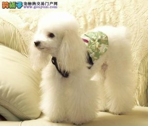 小型贵宾犬有哪些品种-警犬训练器材厂家 _警犬训练用品_工作犬训练用品-南京开久警犬装备