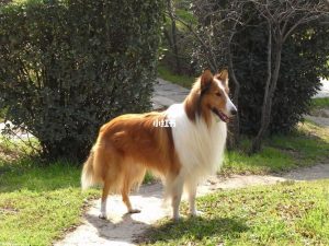 苏格兰牧羊犬多少钱?好养吗?狗狗品种？苏格兰牧羊犬值多少钱-警犬训练器材厂家 _警犬训练用品_工作犬训练用品-南京开久警犬装备