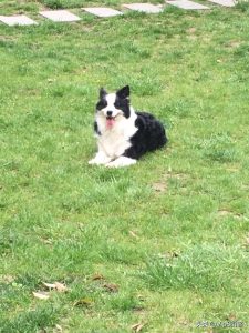 纯种边境牧羊犬价格边境牧羊犬价格纯种(边境牧羊犬为什么叫边境牧羊犬)-警犬训练器材厂家 _警犬训练用品_工作犬训练用品-南京开久警犬装备