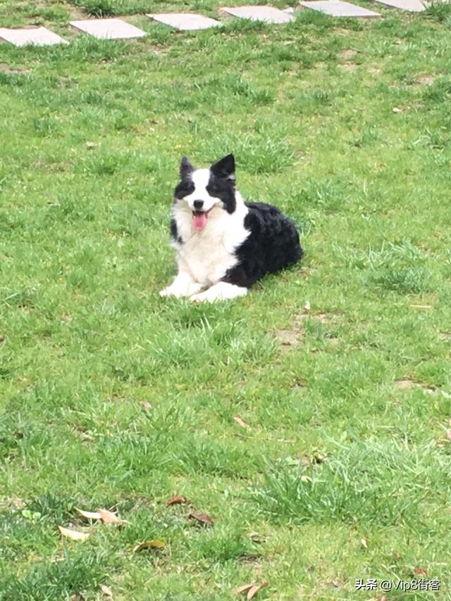 纯种边境牧羊犬价格边境牧羊犬价格纯种(边境牧羊犬为什么叫边境牧羊犬) - 警犬训练器材厂家 _警犬训练用品_工作犬训练用品-南京开久警犬装备-警犬训练器材厂家 _警犬训练用品_工作犬训练用品-南京开久警犬装备