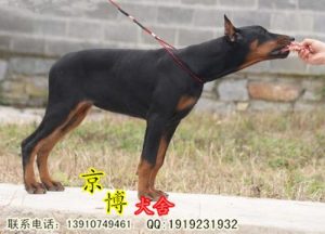 杜宾犬多少钱一只(杜宾犬一般卖多少钱一只)-警犬训练器材厂家 _警犬训练用品_工作犬训练用品-南京开久警犬装备