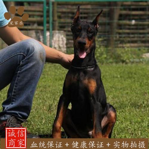 中国护卫犬网(中国护卫犬大赛) - 警犬训练器材厂家 _警犬训练用品_工作犬训练用品-南京开久警犬装备-警犬训练器材厂家 _警犬训练用品_工作犬训练用品-南京开久警犬装备