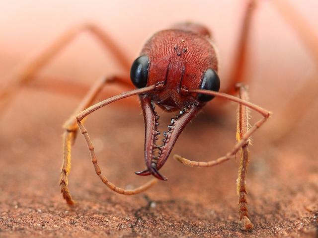 牛头犬蚁(牛头犬蚁有多大)-警犬训练器材厂家 _警犬装备生产厂家_警犬