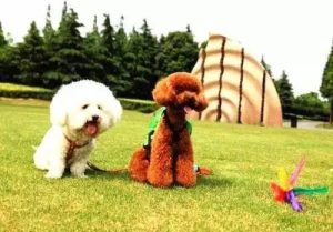 音乐对狗狗有什么影响成犬饲养-警犬训练器材厂家 _警犬训练用品_工作犬训练用品-南京开久警犬装备