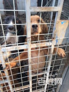 江苏徐州沛县狗市 *** 狗怎么样(沛县狗市卖狗怎么样)-警犬训练器材厂家 _警犬训练用品_工作犬训练用品-南京开久警犬装备