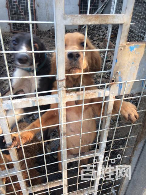 江苏徐州沛县狗市 *** 狗怎么样(沛县狗市卖狗怎么样) - 警犬训练器材厂家 _警犬训练用品_工作犬训练用品-南京开久警犬装备-警犬训练器材厂家 _警犬训练用品_工作犬训练用品-南京开久警犬装备