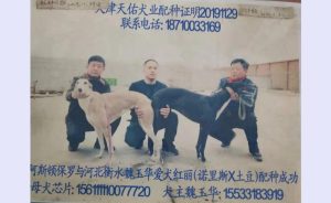 2019年南宫犬业配种价格-警犬训练器材厂家 _警犬训练用品_工作犬训练用品-南京开久警犬装备
