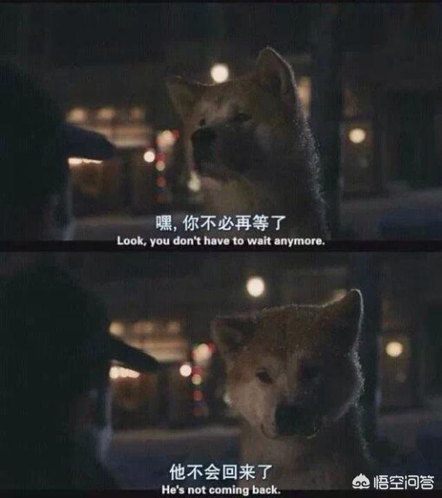 忠犬八公的故事国语版 *** (忠犬八公的故事国语版 *** *** 观看) - 警犬训练器材厂家 _警犬训练用品_工作犬训练用品-南京开久警犬装备-警犬训练器材厂家 _警犬训练用品_工作犬训练用品-南京开久警犬装备