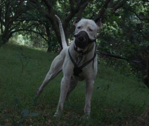 库达犬缺点与不足(库达犬什么品种最好)萌宠-警犬训练器材厂家 _警犬训练用品_工作犬训练用品-南京开久警犬装备