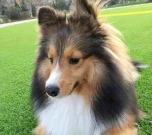 喜乐蒂狗粮(喜乐蒂适合吃什么狗粮)-警犬训练器材厂家 _警犬训练用品_工作犬训练用品-南京开久警犬装备