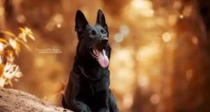 东德牧羊犬(东德牧羊犬身高体重标准)-警犬训练器材厂家 _警犬训练用品_工作犬训练用品-南京开久警犬装备