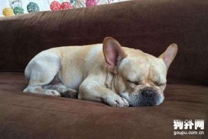 狗狗浑身没劲四肢无力喘粗气(狗狗浑身没劲四肢无力喘粗气可以治愈吗)-警犬训练器材厂家 _警犬训练用品_工作犬训练用品-南京开久警犬装备