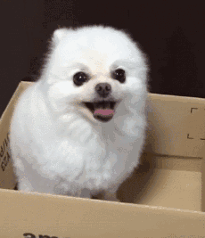 好听好喊的狗名字英文-警犬训练器材厂家 _警犬训练用品_工作犬训练用品-南京开久警犬装备