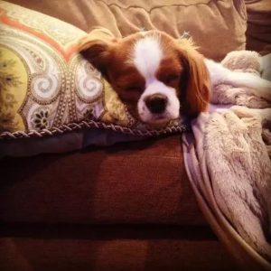 查理士王小猎犬优缺点(查理士王小猎犬市场价)-警犬训练器材厂家 _警犬训练用品_工作犬训练用品-南京开久警犬装备