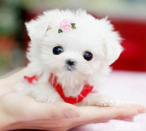 茶杯贵宾犬 *** (微小茶杯贵宾犬 *** )-警犬训练器材厂家 _警犬训练用品_工作犬训练用品-南京开久警犬装备