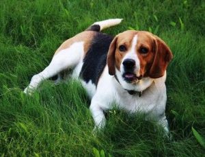 比格犬纯种特征萌宠(比格犬纯种特征有哪些)-警犬训练器材厂家 _警犬训练用品_工作犬训练用品-南京开久警犬装备