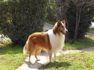 苏格兰牧羊犬价格狗狗品种，苏格兰牧羊犬有哪些品种 ***-警犬训练器材厂家 _警犬训练用品_工作犬训练用品-南京开久警犬装备