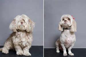 三个月的小狗有记忆吗-警犬训练器材厂家 _警犬训练用品_工作犬训练用品-南京开久警犬装备