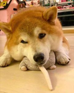 柴犬怎么训练？柴犬几个月开始训练-警犬训练器材厂家 _警犬训练用品_工作犬训练用品-南京开久警犬装备