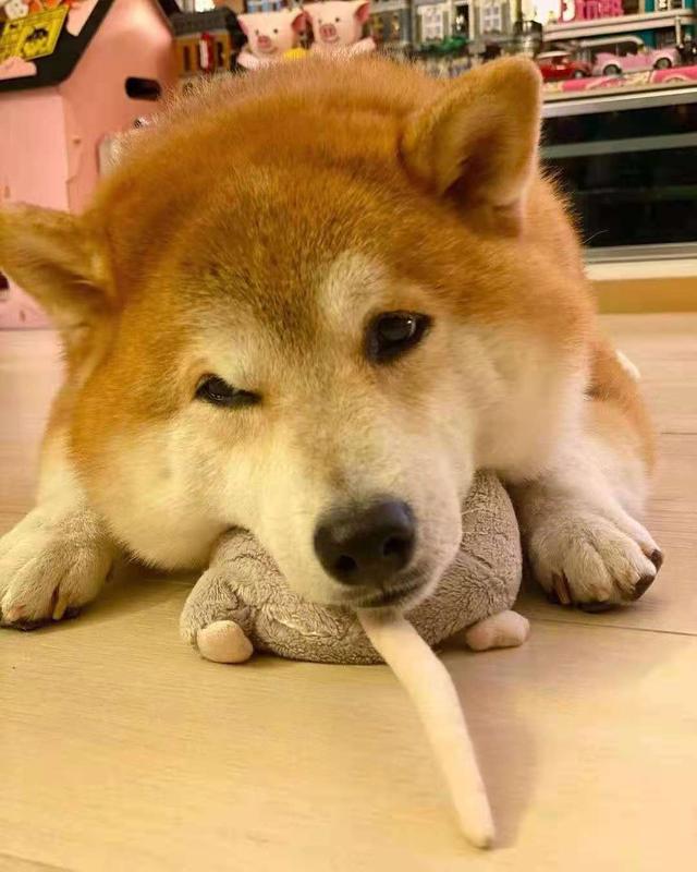 柴犬怎么训练？柴犬几个月开始训练 - 警犬训练器材厂家 _警犬训练用品_工作犬训练用品-南京开久警犬装备-警犬训练器材厂家 _警犬训练用品_工作犬训练用品-南京开久警犬装备