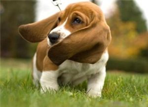 巴吉度猎犬好养吗(巴吉度猎犬禁养吗)-警犬训练器材厂家 _警犬训练用品_工作犬训练用品-南京开久警犬装备