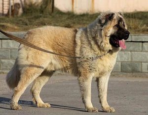 坎高犬vs狼  坎高犬咬死狼-警犬训练器材厂家 _警犬训练用品_工作犬训练用品-南京开久警犬装备