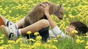 美国人狗情未了萌宠-警犬训练器材厂家 _警犬训练用品_工作犬训练用品-南京开久警犬装备