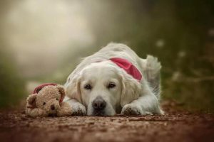 狗狗临死前的15个征兆(狗狗死之前有哪些征兆)-警犬训练器材厂家 _警犬训练用品_工作犬训练用品-南京开久警犬装备