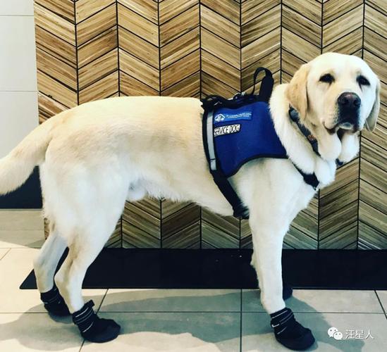 导盲犬品种(导盲犬品种排名) - 警犬训练器材厂家 _警犬训练用品_工作犬训练用品-南京开久警犬装备-警犬训练器材厂家 _警犬训练用品_工作犬训练用品-南京开久警犬装备