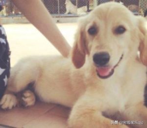 三个月大的金毛犬怎么喂养？-警犬训练器材厂家 _警犬训练用品_工作犬训练用品-南京开久警犬装备