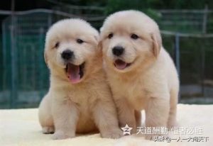 金毛犬多少钱一只(金毛的价格多少钱一只)-警犬训练器材厂家 _警犬训练用品_工作犬训练用品-南京开久警犬装备