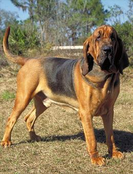 常见的猎犬都有哪些?狗狗品种 - 警犬训练器材厂家 _警犬训练用品_工作犬训练用品-南京开久警犬装备-警犬训练器材厂家 _警犬训练用品_工作犬训练用品-南京开久警犬装备