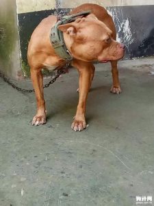 比特犬 *** _比特犬 *** 价格-警犬训练器材厂家 _警犬训练用品_工作犬训练用品-南京开久警犬装备