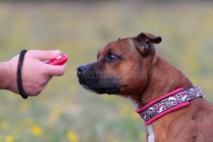 金毛如何训练训练金毛犬的小技巧-警犬训练器材厂家 _警犬训练用品_工作犬训练用品-南京开久警犬装备