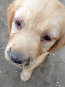 犬瘟热后期症状是什么(犬瘟热是什么症状 *** )-警犬训练器材厂家 _警犬训练用品_工作犬训练用品-南京开久警犬装备